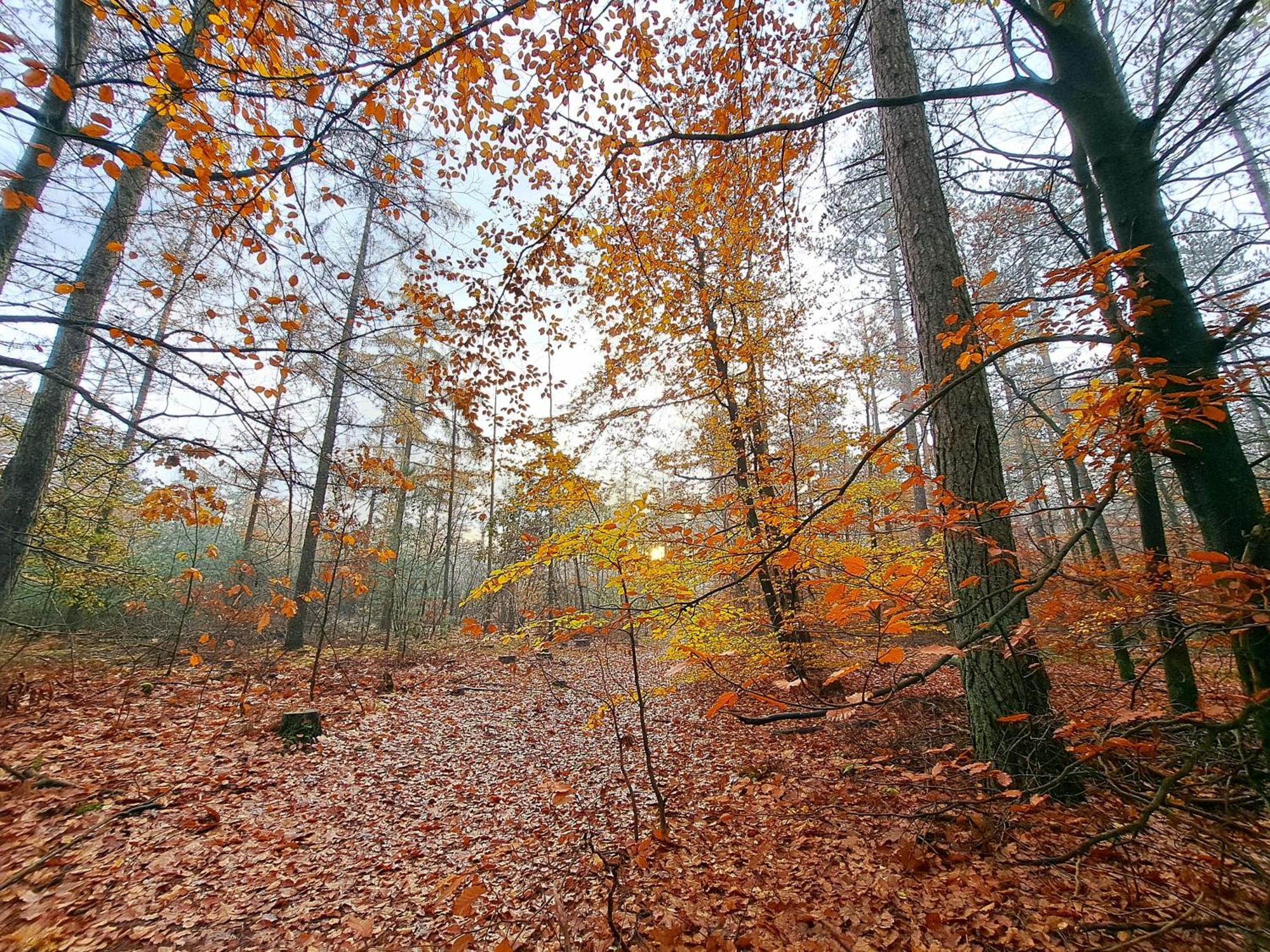 Ruim Chalet, Midden In Het Bos! Nunspeet Εξωτερικό φωτογραφία